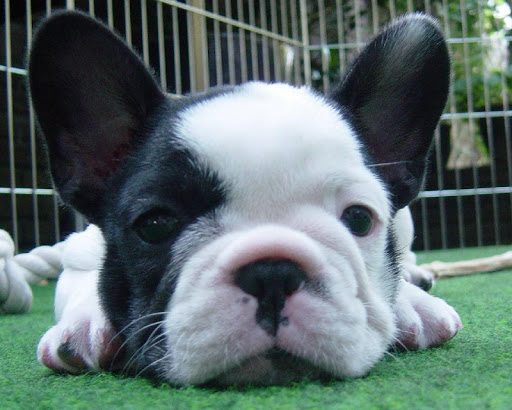 French Bulldog Dogs Wallpapers