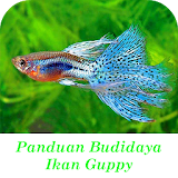 Panduan Budidaya Ikan Guppy icon