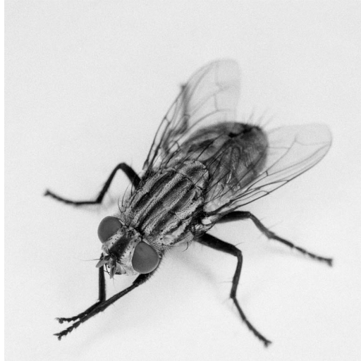 KillFly Windowsでダウンロード