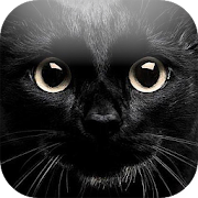 Top 40 Entertainment Apps Like My Kitten (Black Outfit) - Best Alternatives