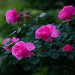 Rainy Pink Flowers LWP Apk
