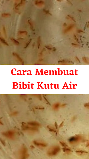 Cara Usaha Budidaya Kutu Air 1