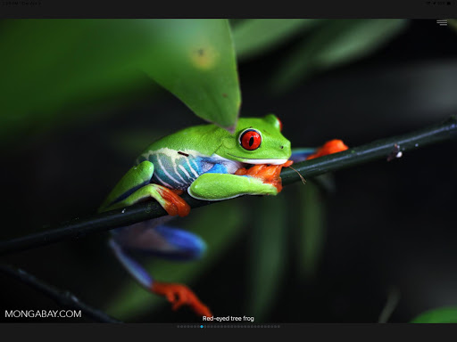 Frog SlideShow Screenshot 1 - AppWisp.com