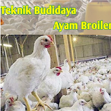Panduan Budidaya Ayam Broiler icon