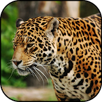 Cover Image of 下载 Wild animals wallpapers  APK