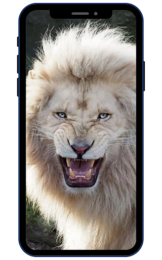 Android application White Lion Wallpapers screenshort