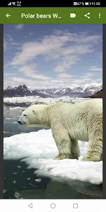 Polar bear Wallpapers
