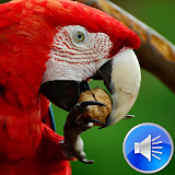 Macaw Bird Sounds Ringtones icon