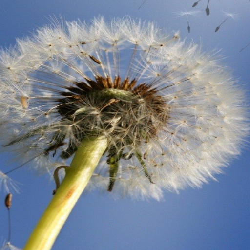 Dandelion Live Wallpaper Download on Windows