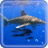 Shark Danger HD LWP icon