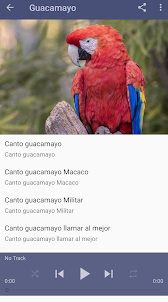 Canto Guacamayo