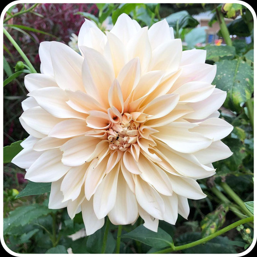 Nature Flower HD Wallpapers logo