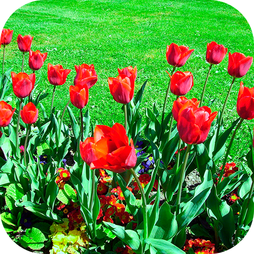 Imagenes de flores de regalo