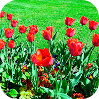 Imagenes de flores de regalo
