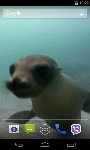 Fur seal Video Live Wallpaper Screen 3