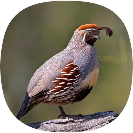 Buttonquail Sounds logo