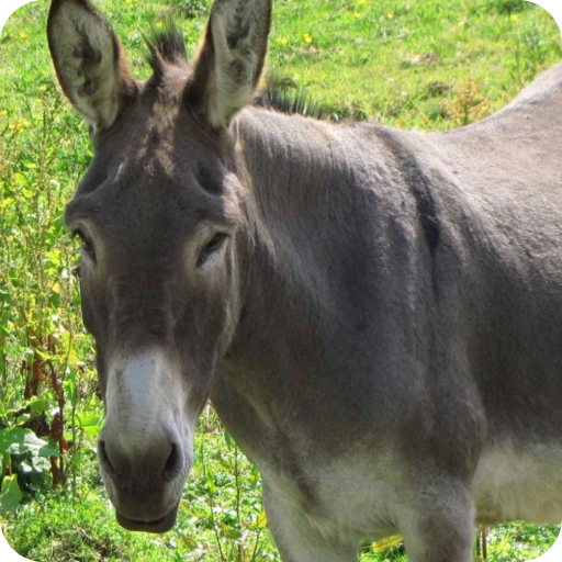 Donkey Wallpaper