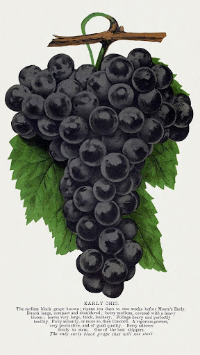 Fruit and Vegetable Wallpaper Screen 2