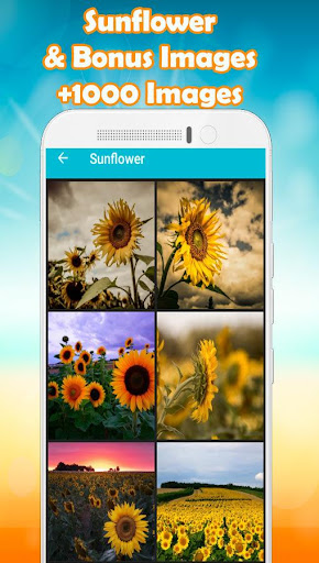 ひまわりの壁紙 By Hd Droid Wallpapers Google Play Japan Searchman App Data Information