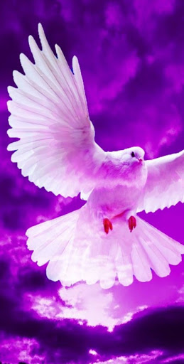 Download ?️ Pigeon Wallpaper ?️ Free for Android - ?️ Pigeon Wallpaper ?️  APK Download 