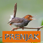 Cover Image of Download Master Kicau Prenjak 1.4 APK
