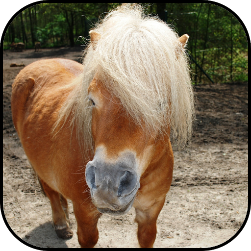 Wild horse wallpapers 10.95 Icon