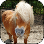Cover Image of Download Wild horse wallpapers  APK