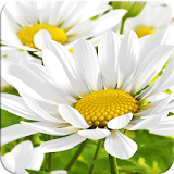 My Flower 3D Live wallpaper icon