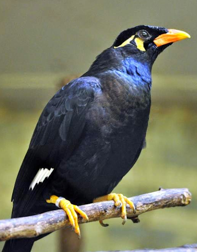 Master Suara Burung Beo Pintar