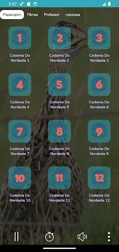 Perdiz Où Codorna Do Nordeste Screen 2