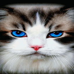 Icon image Blue Eyes Cat LWP