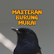 Masteran Burung Murai Mp3 - Androidアプリ