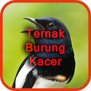 Ternak Burung Kacer