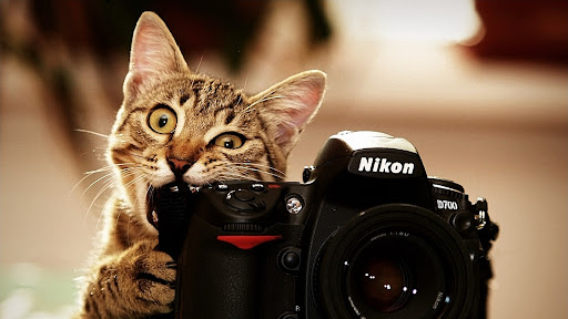 Cute Cat Wallpaper HD Screen 3