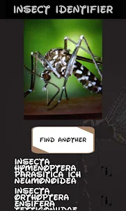 Automatic insect identifier