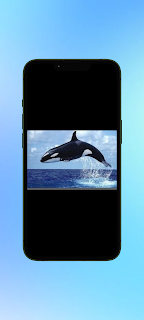 Whale Orca WalL