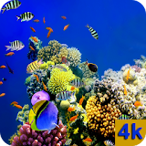 Reefs Wallpapers 4K icon
