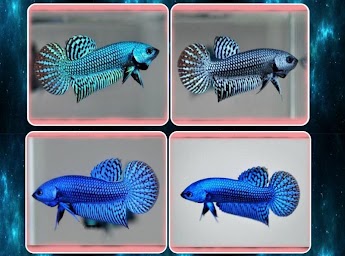 various betta fish