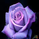 Rose Ger icon