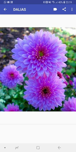 Imágenes con Flores Preciosas