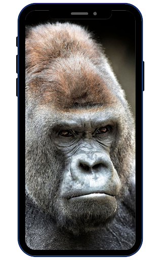 Gorilla Wallpapers Screen 2