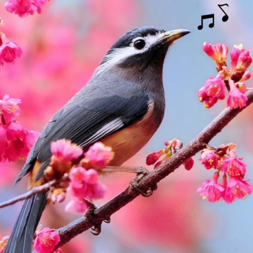 Bird Songs ringtones logo