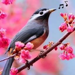 Bird Songs ringtones for  Android – Latest Version & Features app icon