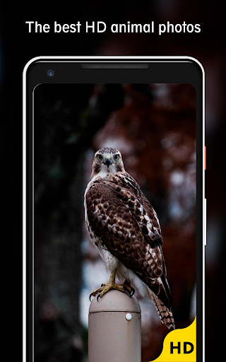 Android application Animals Wallpaper HD screenshort