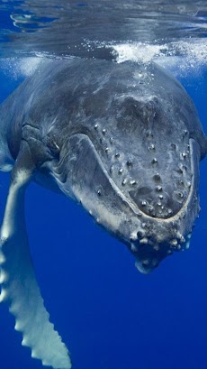 クジラのライブ壁紙 Androidアプリ Applion