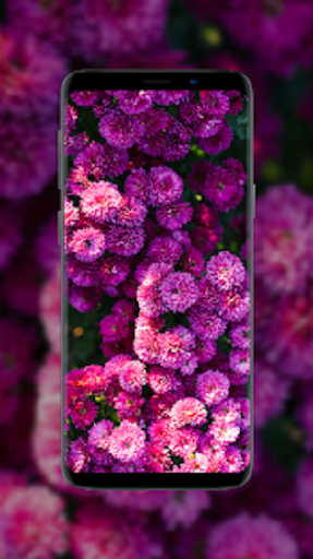 Flower Wallpapers - HD & 4K Screen 2
