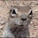 Advent Calendar Barbary Ground Squirrel Quiz Apk
