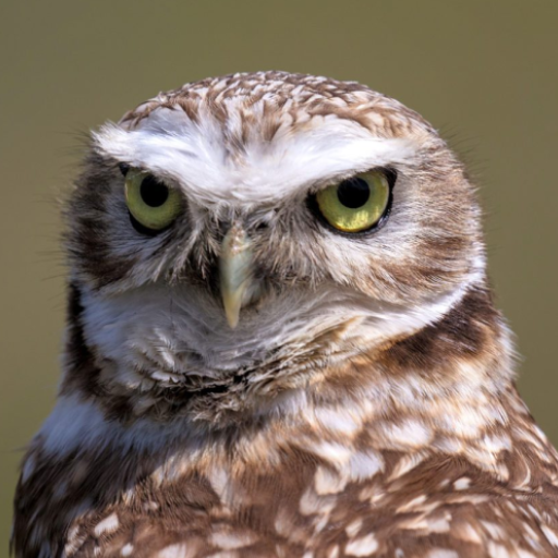 Owl Sounds logo