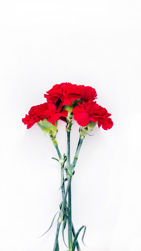 Android application Carnation Wallpaper screenshort