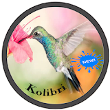mp3 Master Kolibri icon